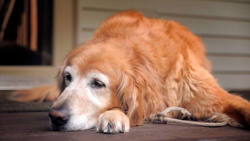 Illustration for article titled Elderly Dog Can Already Tell Owner Doesn’t Think She’s Worth $3,000 Gallstone Surgery