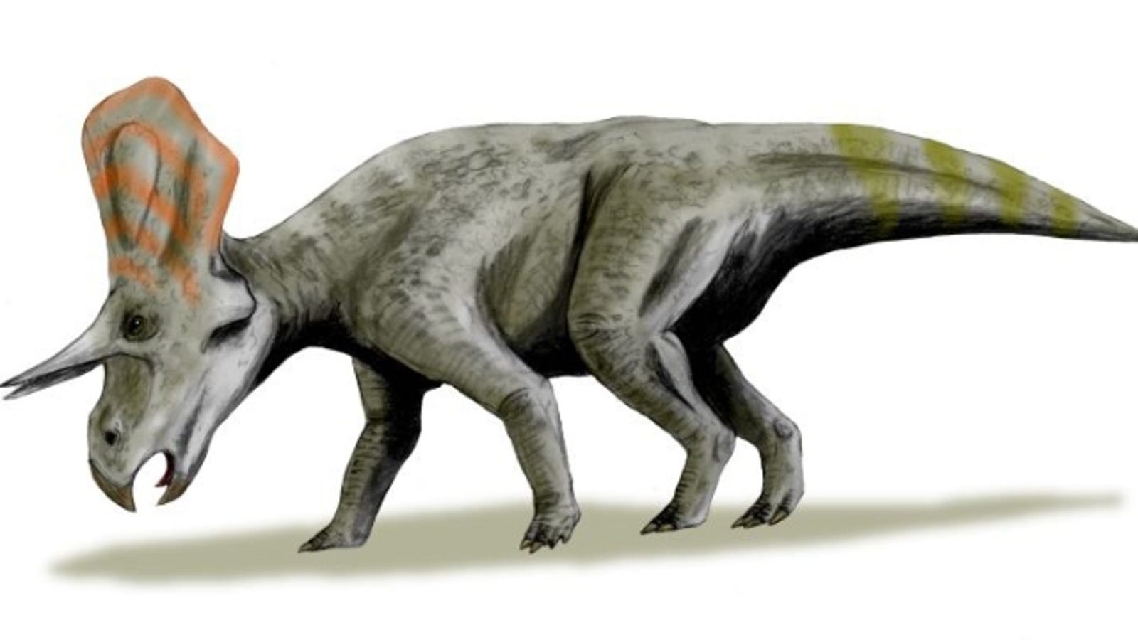 dinosaur looks like triceratops with more horns