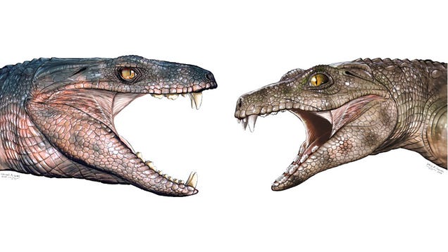 Fossilized Teeth Suggest Some Ancient Crocodiles Were Vegetarians