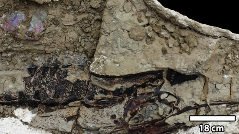 Scientists Find Fossilized Fish That May Have Been Blasted by Debris From Asteroid That Ended the Dinosaur Age - Gizmodo
