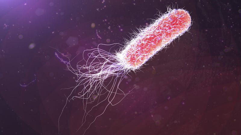 are bacteria alive essay Bacteria are very small organisms, usually consisting of one cell, that lack chlorophyll (a aerobic bacteria: bacteria that need oxygen in order to live and grow i would like to site it for my extended essay in mla format but who is the author. are bacteria alive essay Bacteria are very small organisms, usually consisting of one cell, that lack chlorophyll (a aerobic bacteria: bacteria that need oxygen in order to live and grow i would like to site it for my extended essay in mla format but who is the author.
