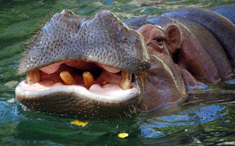 Illustration for article titled Hippos Are The Most Underappreciated of African Megafauna