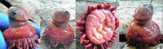 Illustration for article titled Look - it's a baby Mi-go caught by divers off the coast of Japan!