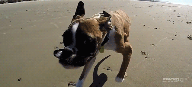 I can&#39;t believe how fast this amazing two-legged dog runs