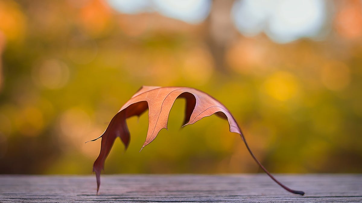 76 Stunning Photos Of Fall Leaves