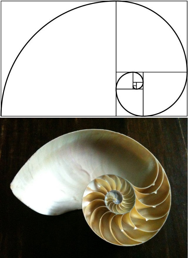 15 Uncanny Examples of the Golden Ratio in Nature