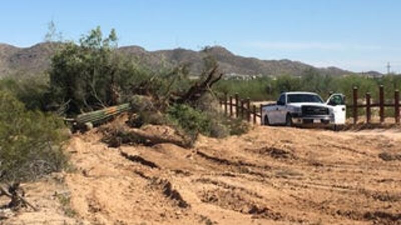 Illustration for article titled 'Outrage': New Video Shows Bulldozers Destroying America's Most Iconic Cacti to Build Trump's Border Wall