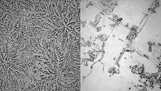 Illustration for article titled Do tears of grief look different from onion tears under a microscope?