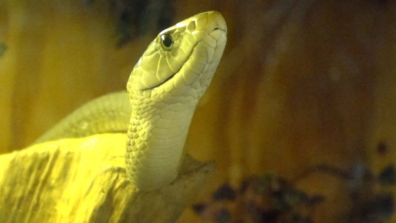 Illustration for article titled Snake Venom Might Actually Be a Better Painkiller Than Morphine