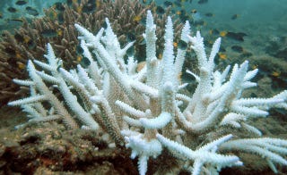Illustration for article titled A Massive Bleaching Event is Threatening the World’s Coral Reefs