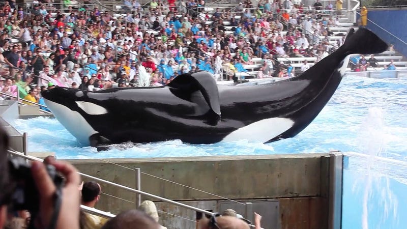 Illustration for article titled The Creators Of ‘Blackfish’ Are Releasing A New Documentary About How, On Second Thought, SeaWorld Doesn’t Make Sense Without Whales