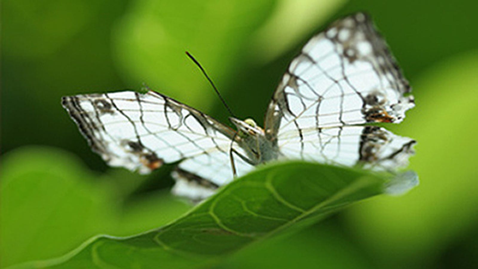 Macro Lens Gallery