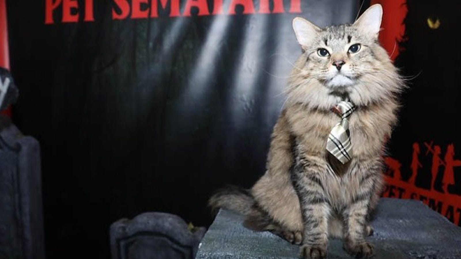 40+ Pet Sematary Church Costume PNG