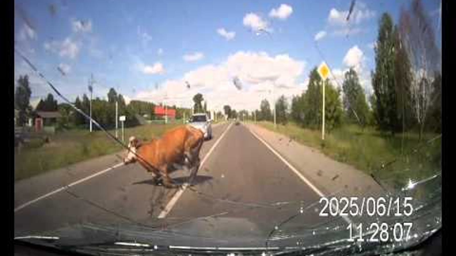 Russian Car Hits Fucking Cows