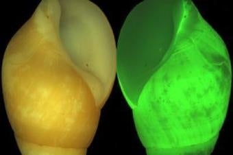 Illustration for article titled Strange bioluminescent snail can turn into eerie shade of green