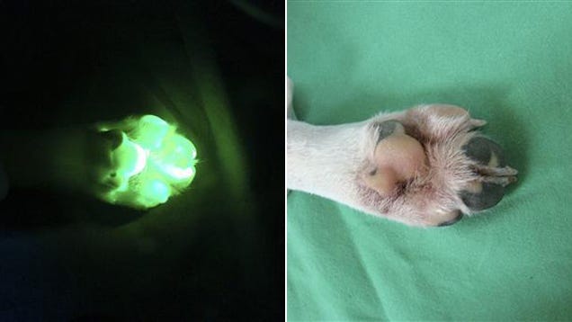 South Korean Scientists Clone Glowing Dog 