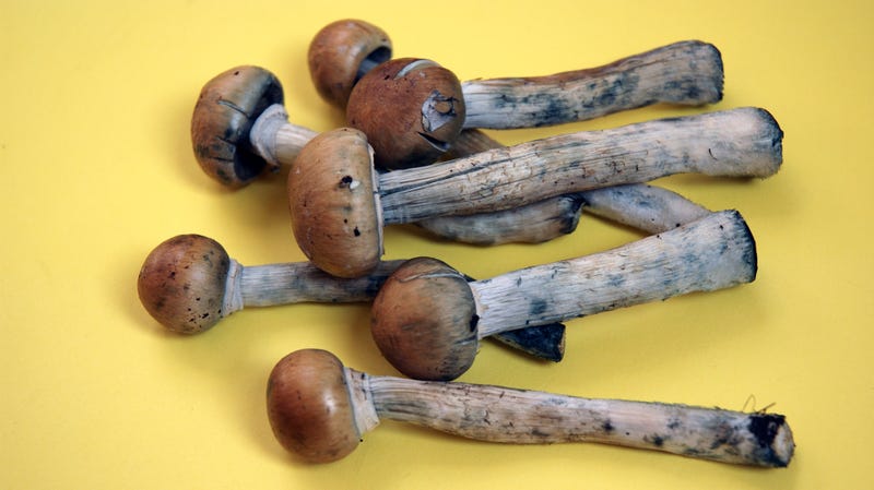 Illustration for article titled Magic mushrooms could be decriminalized in Denver