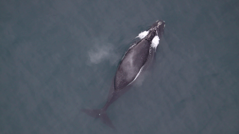 A right whale in the southeastern Bering Sea.
