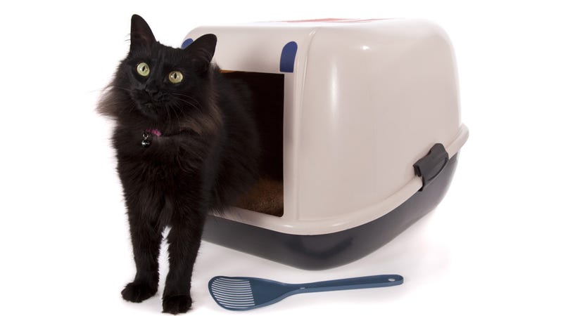 Kitty Litter Is Great For Catching Arsonists