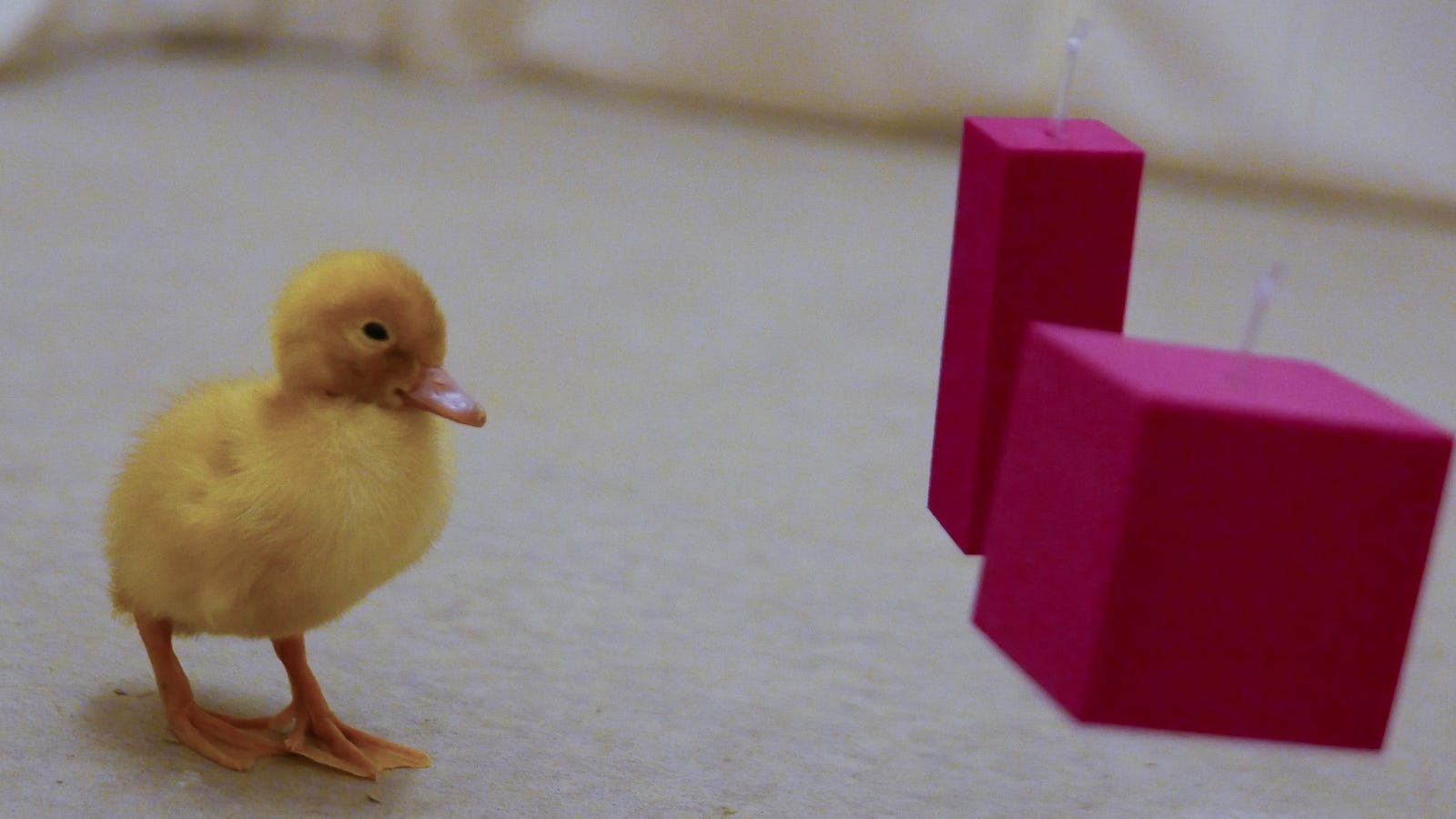 photo of This Duckling Debate Shows How Science Really Gets Done image