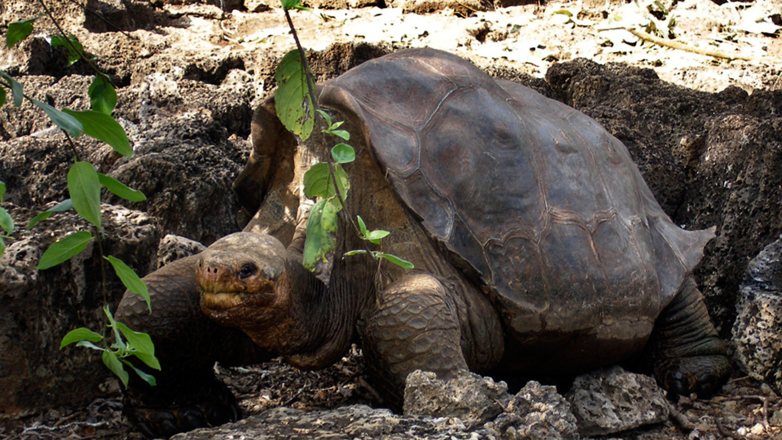 pinta giant tortoise