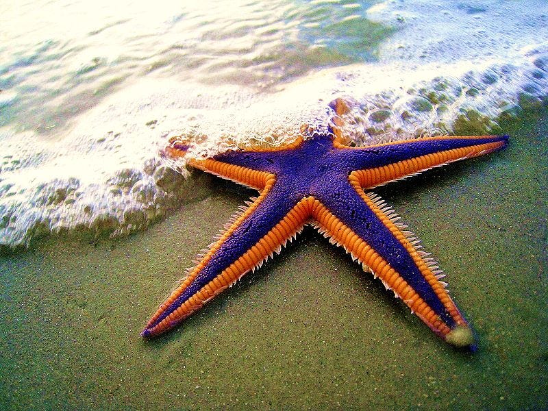 Illustration for article titled Why Are All the Sea Stars Dying?