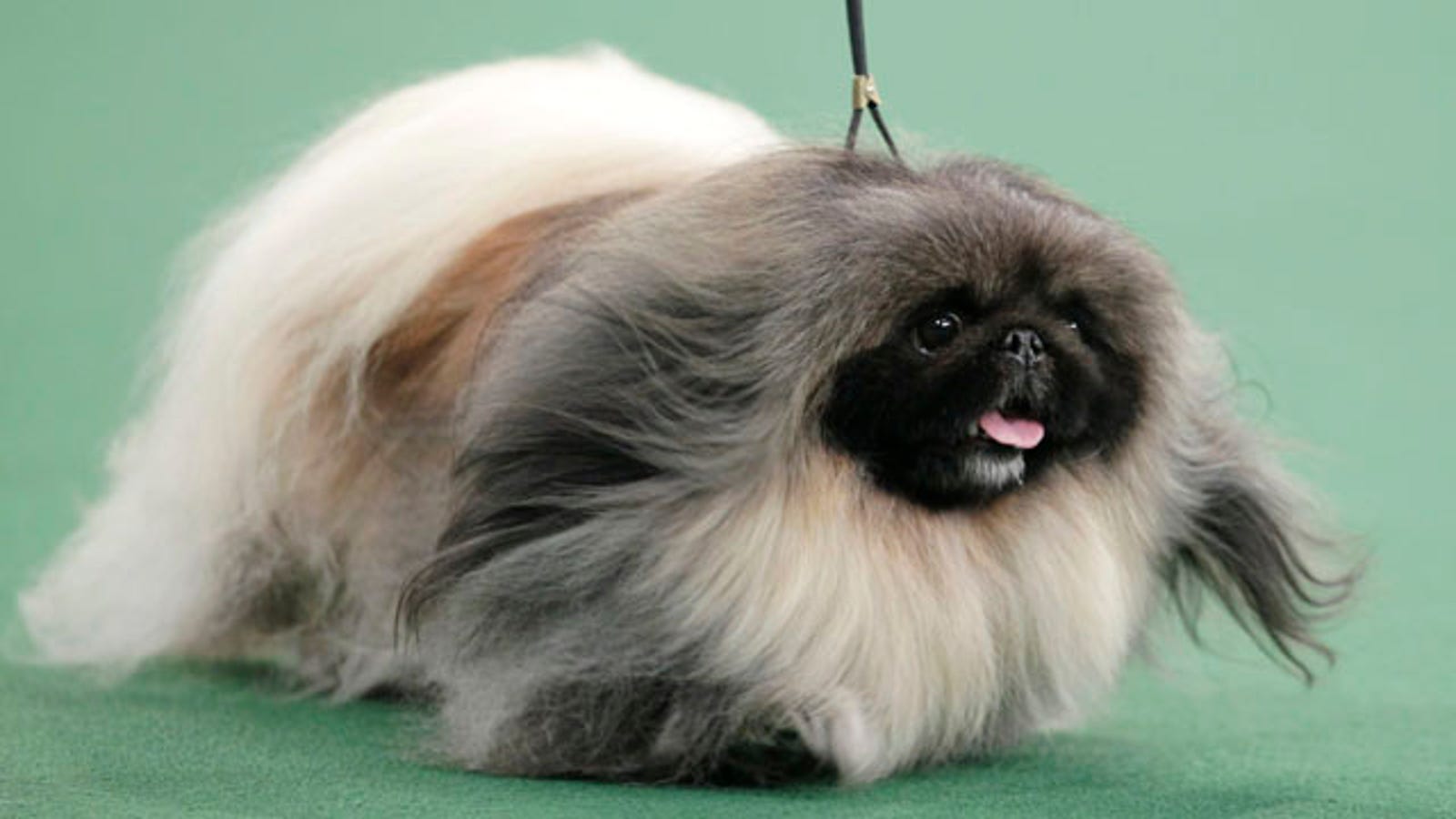 Hilariously Cute Pekingese Takes Best in Show at Westminster