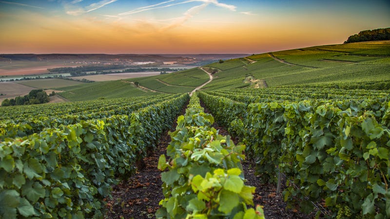 Illustration for article titled Mother Nature delivers a humdinger of a Champagne harvest just when we need it most