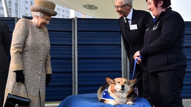 Ratu Selesai Mengumpulkan Corgis Ingin Tidak Ada Corgi Tertinggal