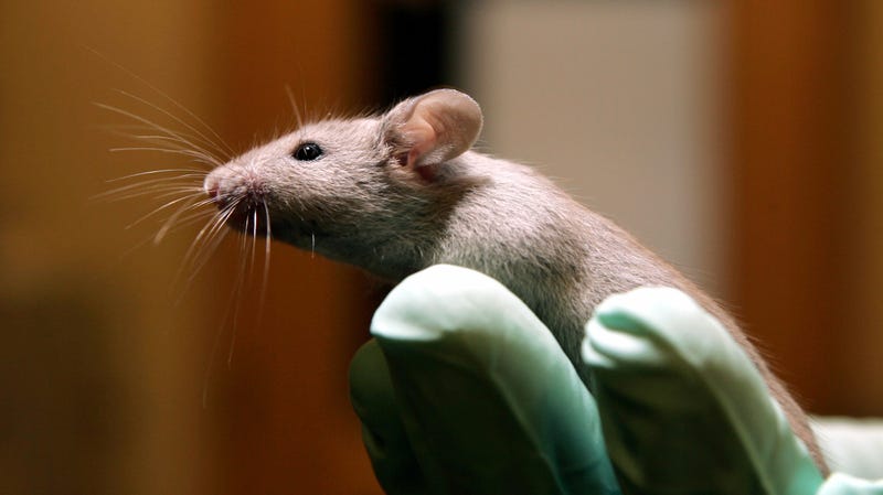 Illustration for article titled Bias Against Female Lab Animals Is Messing Up Scientific Research