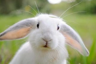 Illustration for article titled White Rabbits