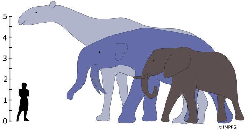 Why did mammals evolve to enormous sizes - then get smaller again?