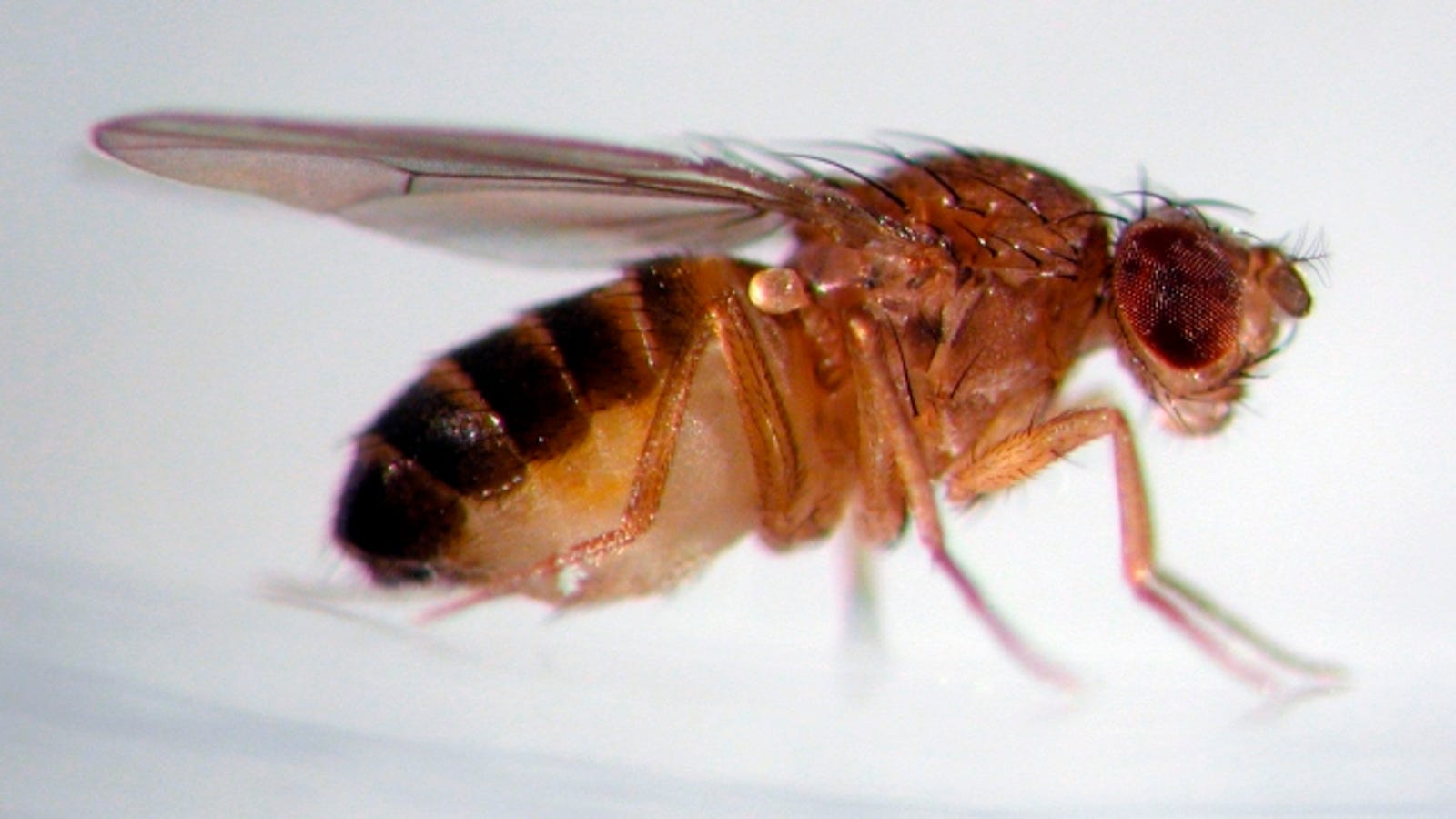 Fruit fly mating