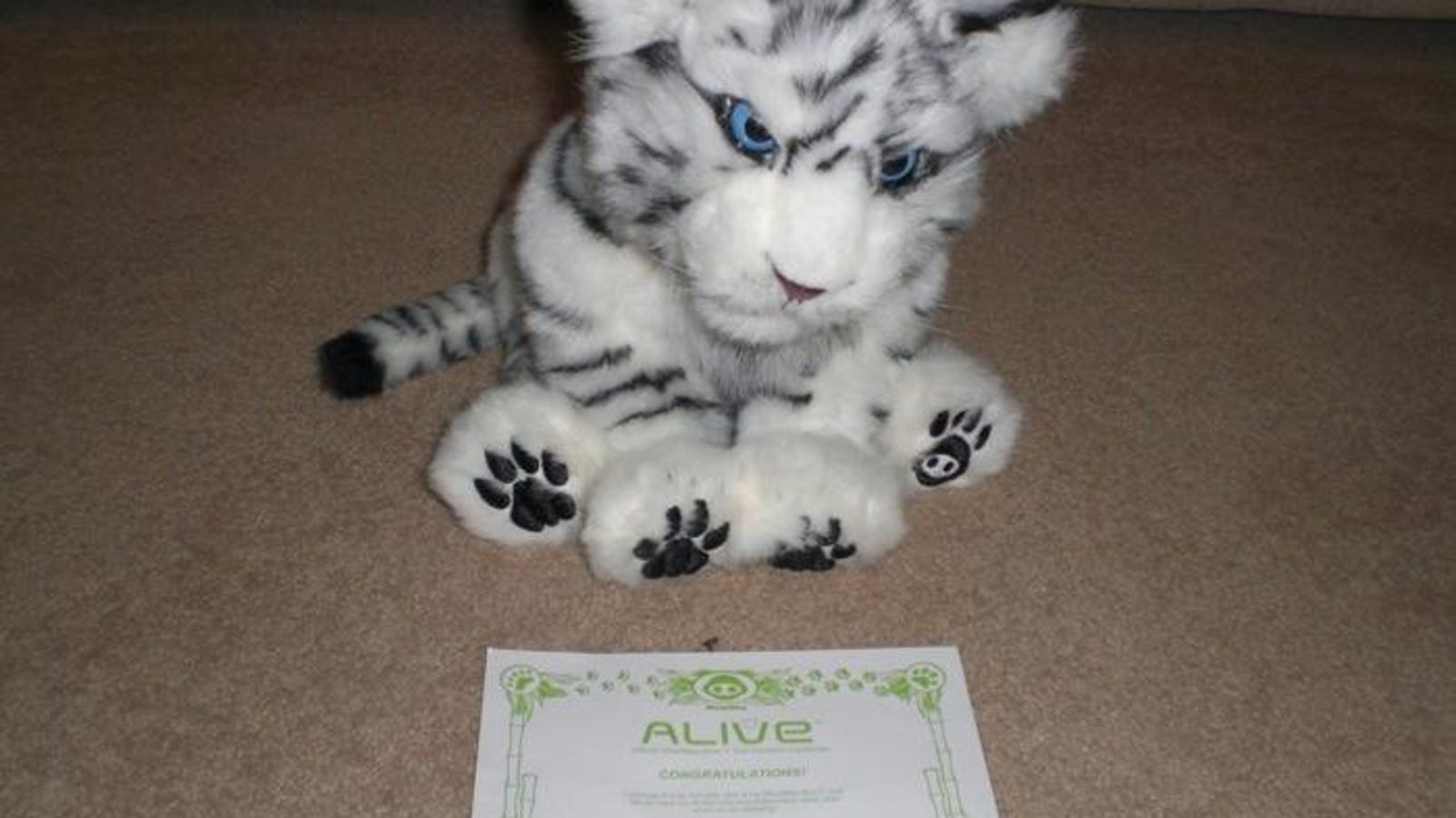 alive white tiger cub