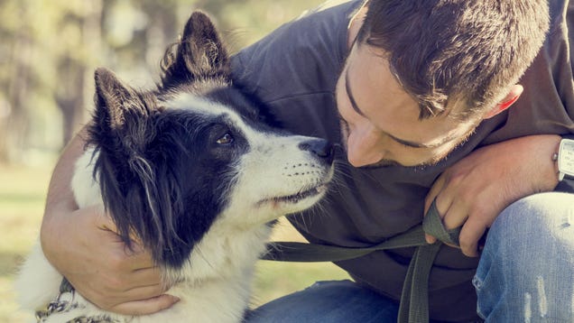 How You 'Parent' Your Dog Matters, Actually