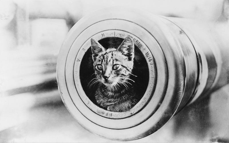The Brave Cats of World War I