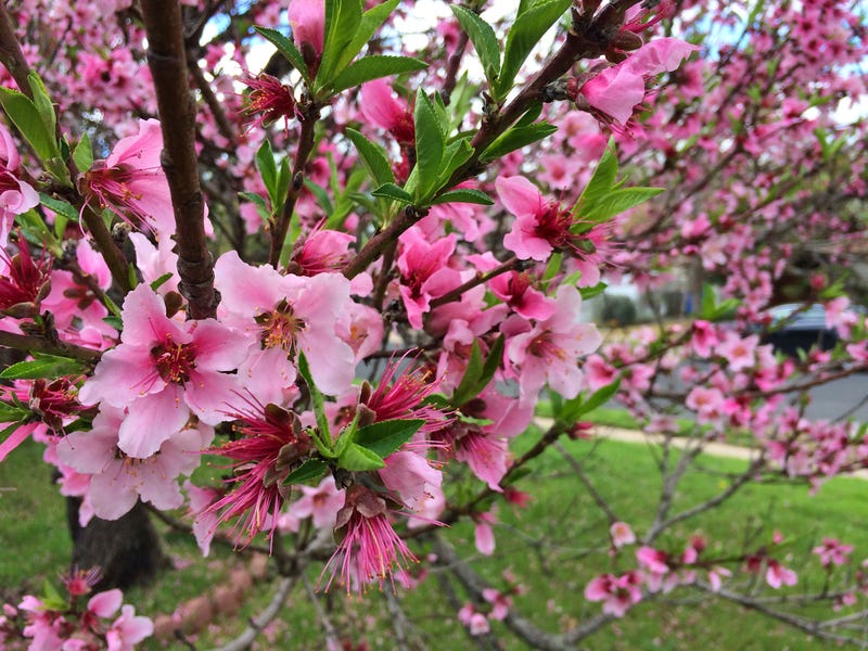 Illustration for article titled Spring