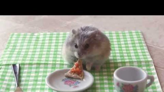 Tiny Hamsters Eat Tiny Burritos And Now Also Tiny Pizza