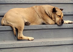 Illustration for article titled Where Sleeping Dogs Lie