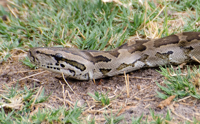 Resultado de imagen para serpiente con crin