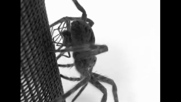 1000 ways to die videos spider erection