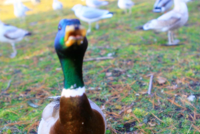 Struck By a Duck: The Strangest Codes in the US Medical Billing System