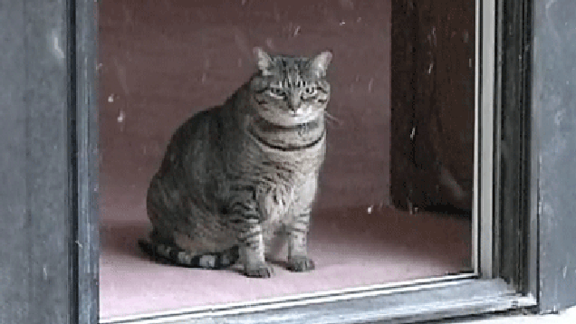 [Зображення: 19cyj5fh1zxwpgif.gif]