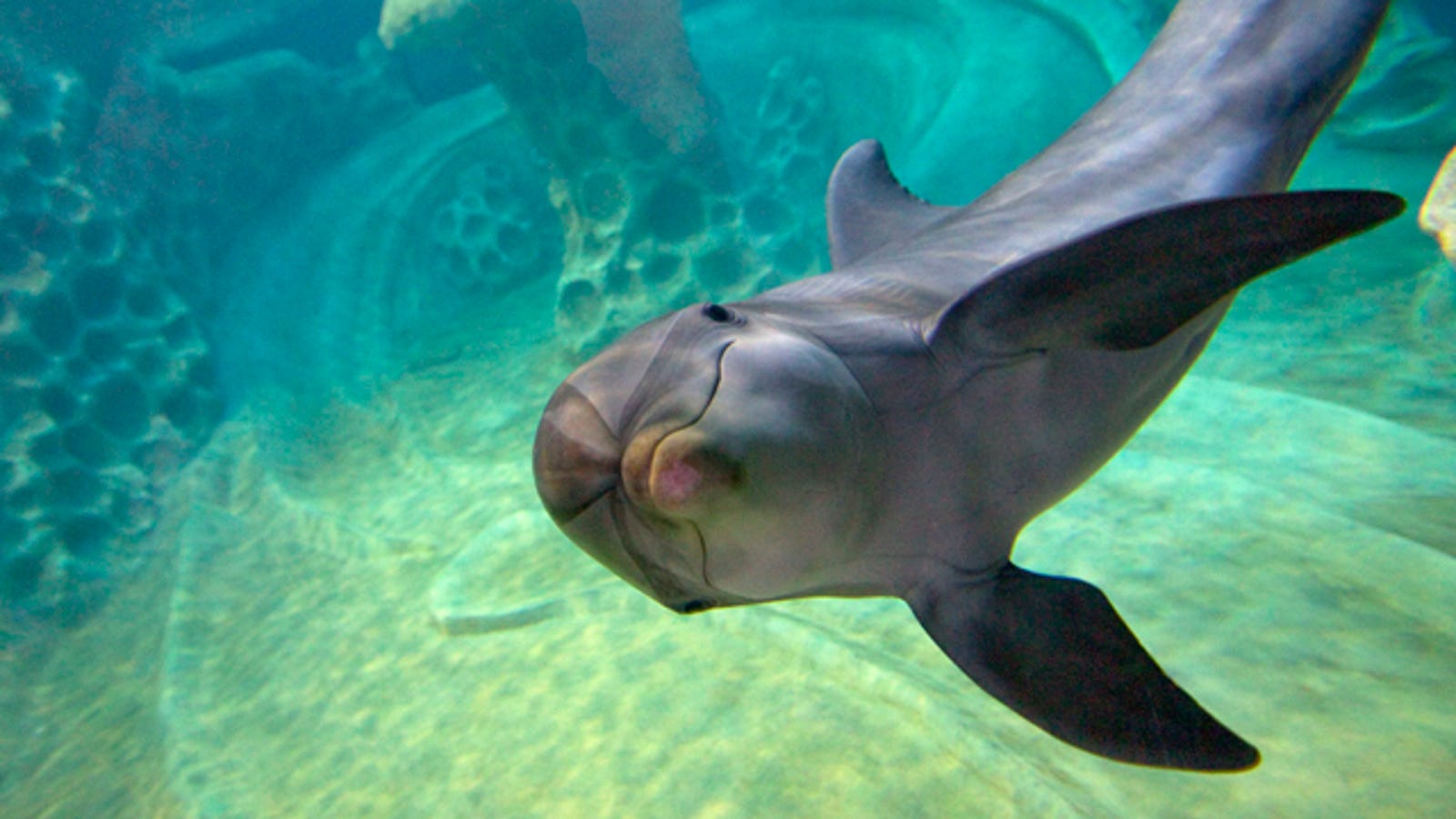 Dolphin's Smile Suggests It Really Is Better Down Where It's Wetter