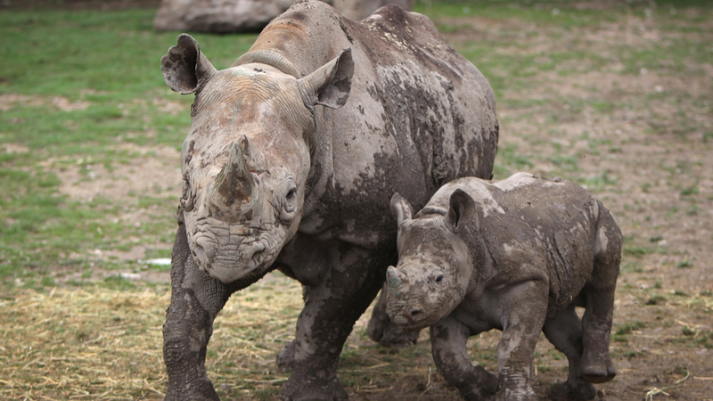 western black rhinoceros extinction