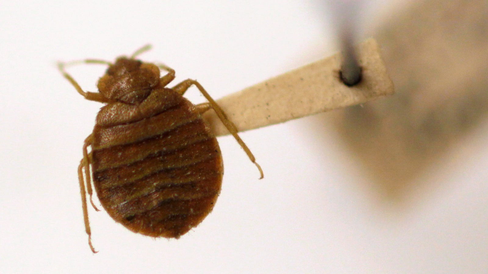 photo of Bed Bugs Have Been Creeping Around and Sucking Blood Since the Age of Dinosaurs image