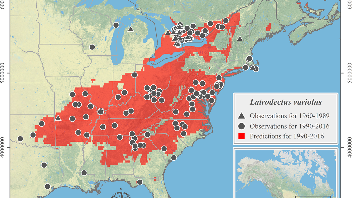 Black Widow Spider Map Map Of The World