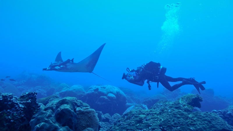 First Manta Ray Nursery Ever Discovered Shows Marine