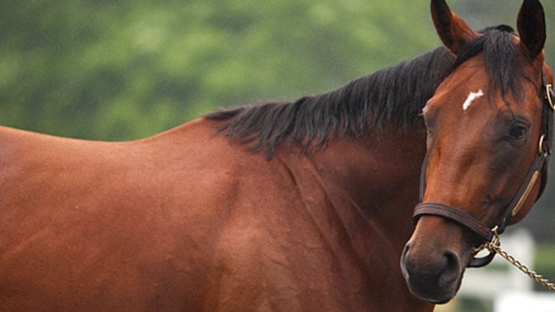 Illustration for article titled Overconfident Big Brown Parties All Night Before Belmont Stakes