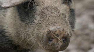 Illustration for article titled Pig-to-human transplants could be closer than you think